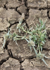 Sporobolus aculeatus