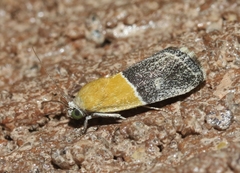 Ponometia clausula