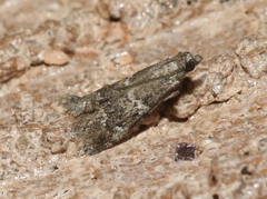 Alpheioides parvulalis