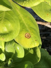 Mycosphaerella scaevolae