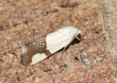 Ponometia cuta