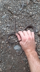 Dendrophidion percarinatum