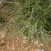 Shrubby Knapweed - Photo (c) Sotirios Liakas, some rights reserved (CC BY-NC), uploaded by Sotirios Liakas