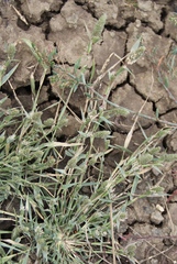 Sporobolus alopecuroides