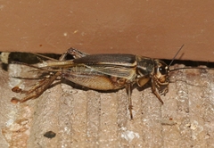Gryllus staccato