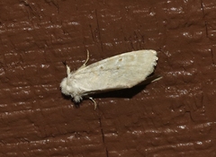 Lythrodes tripuncta