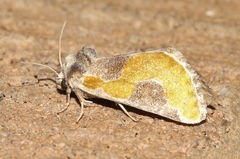 Chalcopasta fulgens