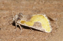 Chalcopasta fulgens