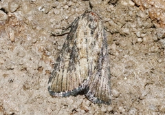 Condica temecula