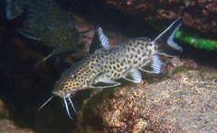 Synodontis irsacae