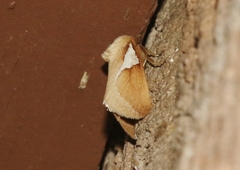 Prolimacodes trigona