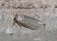 Achroia grisella
