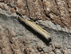 Thaumatopsis atomosella