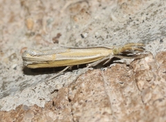 Thaumatopsis atomosella