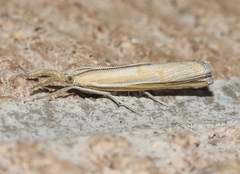 Thaumatopsis atomosella