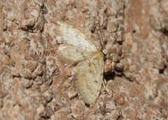Idaea bonifata