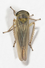Limotettix