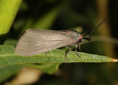 Pygarctia murina