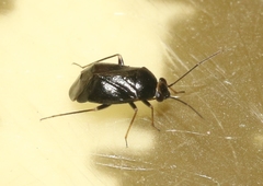 Slaterocoris