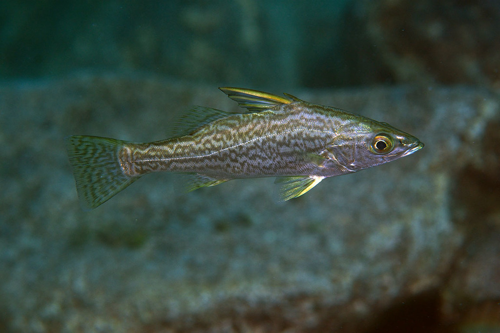 Tanganyika Lates