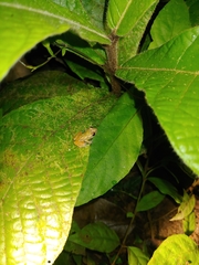 Diasporus