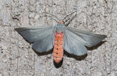 Pygarctia murina