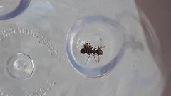 Tetramorium immigrans