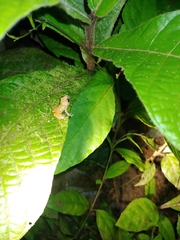Diasporus