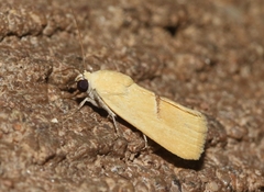 Ponometia venustula