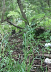 Dactylis glomerata lobata