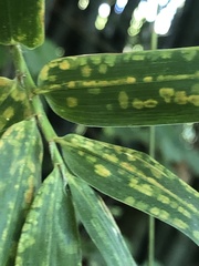 Stigmaeopsis celarius