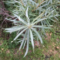 Hippophae rhamnoides