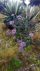 Linochilus phylicoides