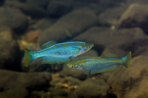Tanganyika lampeye (Lamprichthys tanganicanus) — Poeciliidae — 4