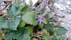 Campanula garganica cephallenica