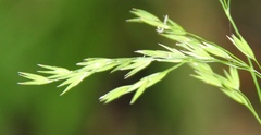 Festuca drymeja