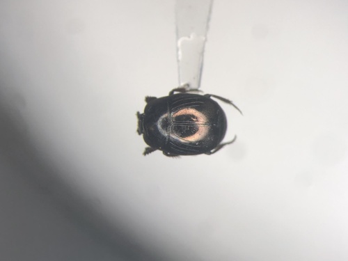 Hybrid Clown Beetle
