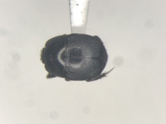 Hypocaccus fraternus