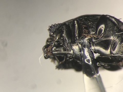 Hypocaccus fraternus