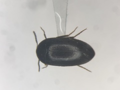 Synstrophus repandus
