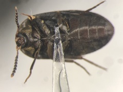 Synstrophus repandus