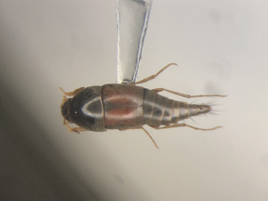 Staph beetle