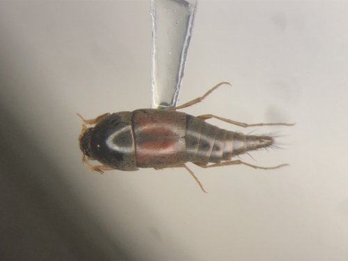 Staph beetle