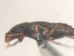 Sepedophilus marshami