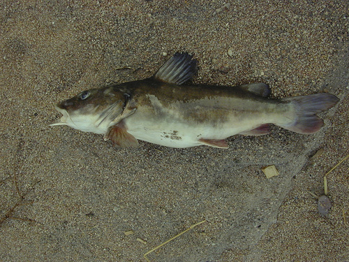 Kibonde (Chrysichthys brachynema) — Claroteidae — 5