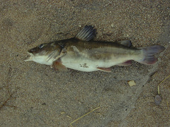 Kibonde photo 3