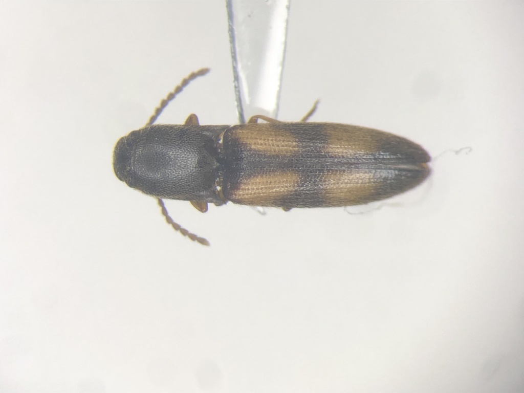 Idolus bigeminatus