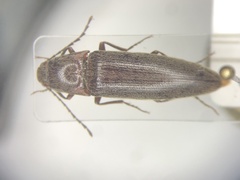 Melanotus sagittarius