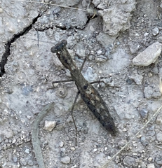 Litaneutria emarginata