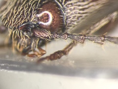 Melanotus sagittarius